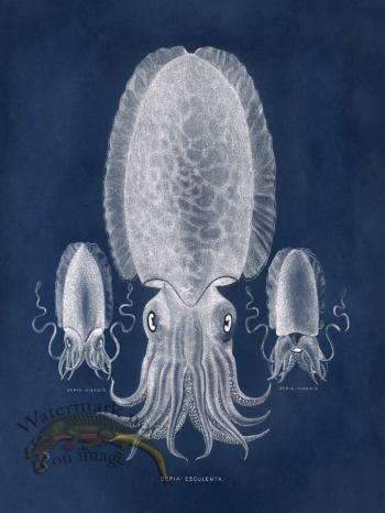 Octopus Blue 04